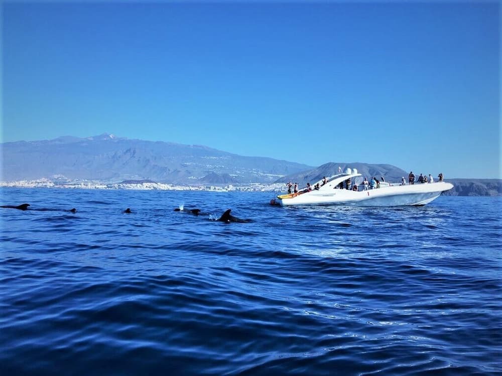 Whale & Dolphin Watching · Opera 60