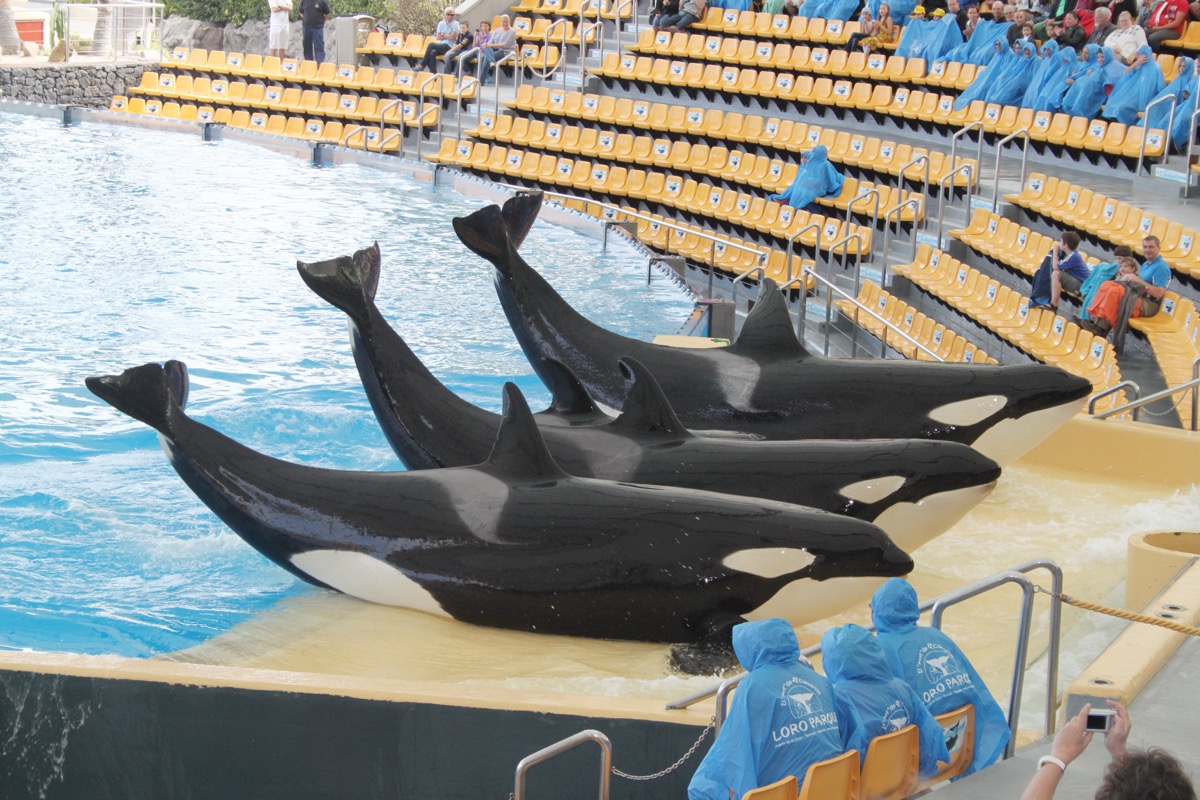 Loro Parque